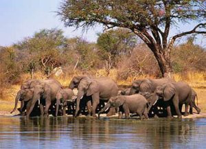 A herd of elephant 