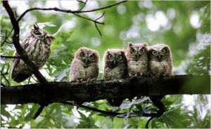 A parliaments of owl