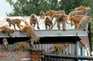 A troop of monkeys