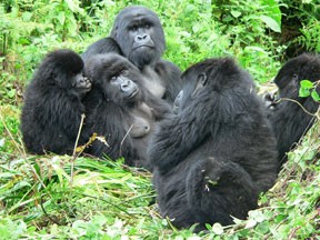 Band of gorilla