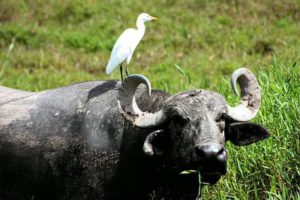 cattle-egret-1