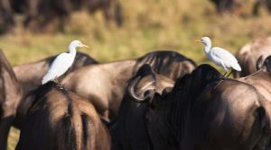 cattle-egret-3