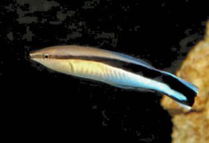 cleaner-wrasse-1