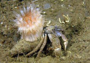 Anemone and the hermit crab – SmallScience