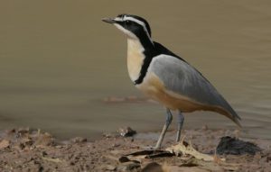 plover-bird