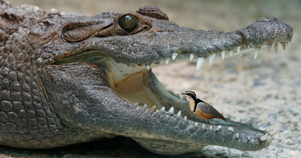 Crocodile and the Plover Bird – SmallScience