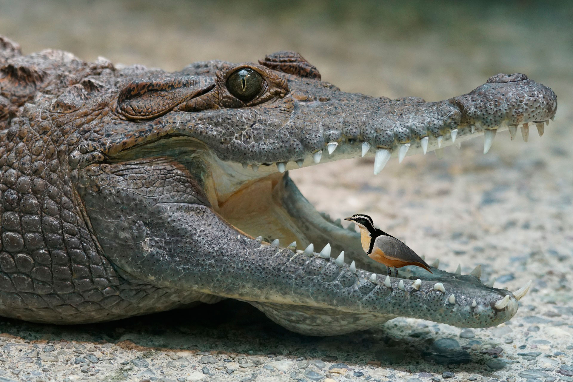 Crocodile and the Plover Bird SmallScience