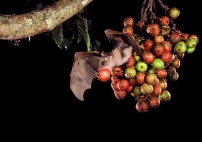 Introduction to Bats – SmallScience